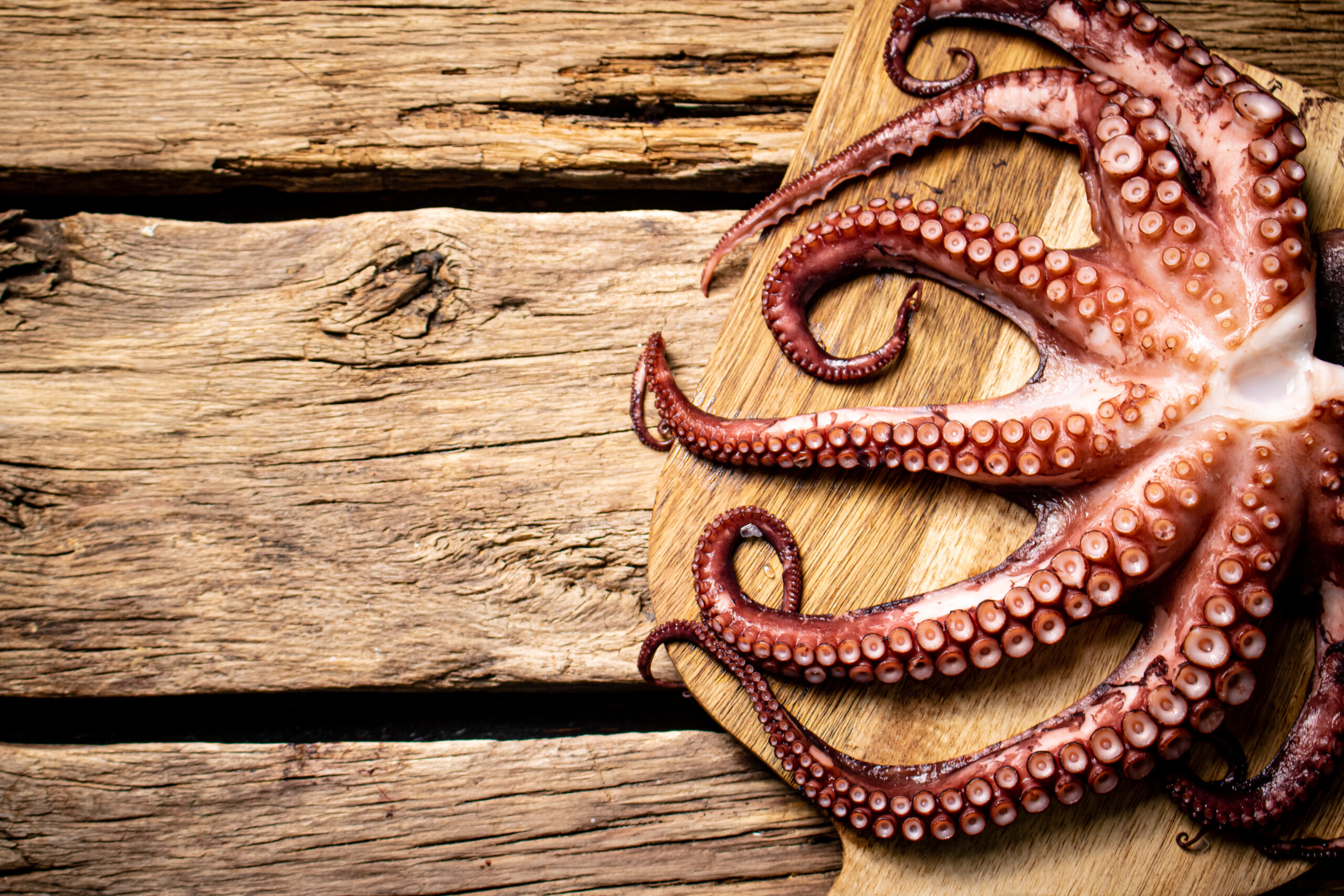 Der Oktopus: Ein unerwarteter Gast in der Bretagne